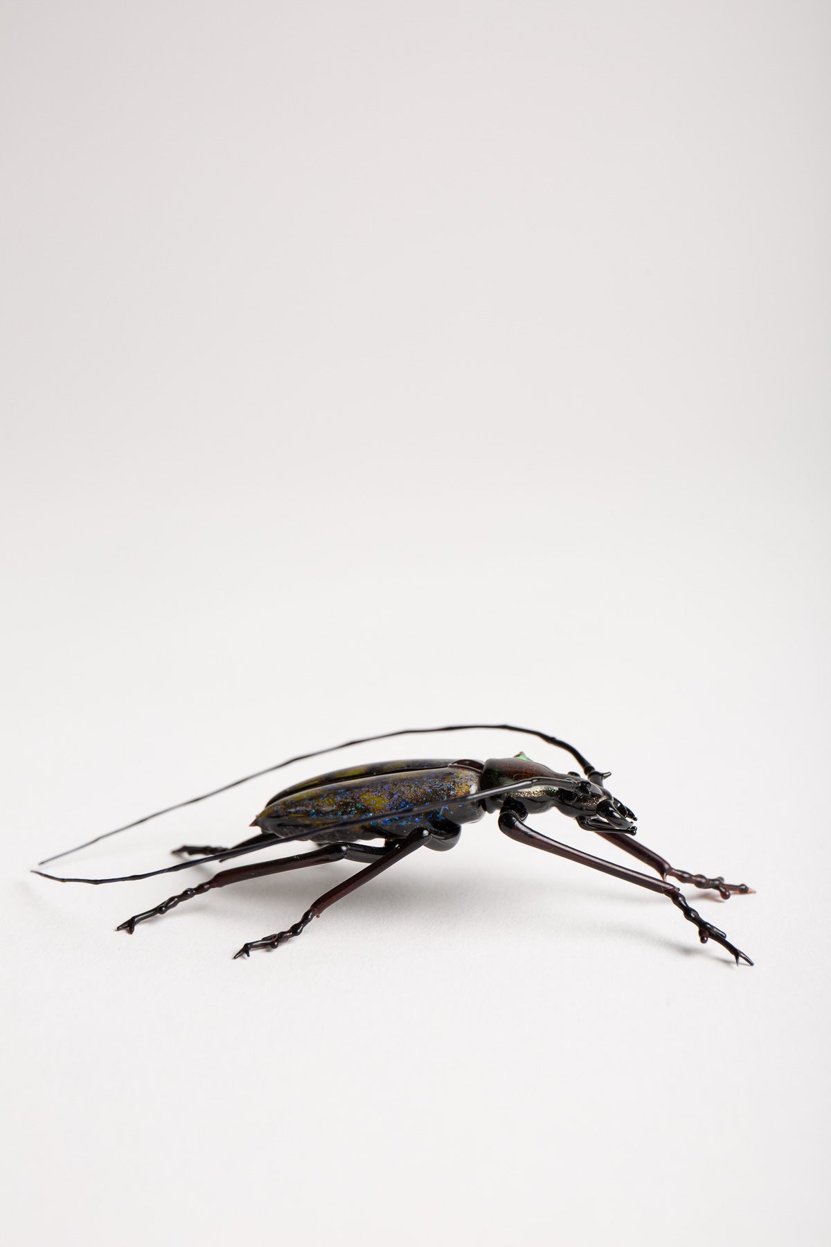 MAXFIELD PRIVATE COLLECTION | LONG HORNED BEETLE