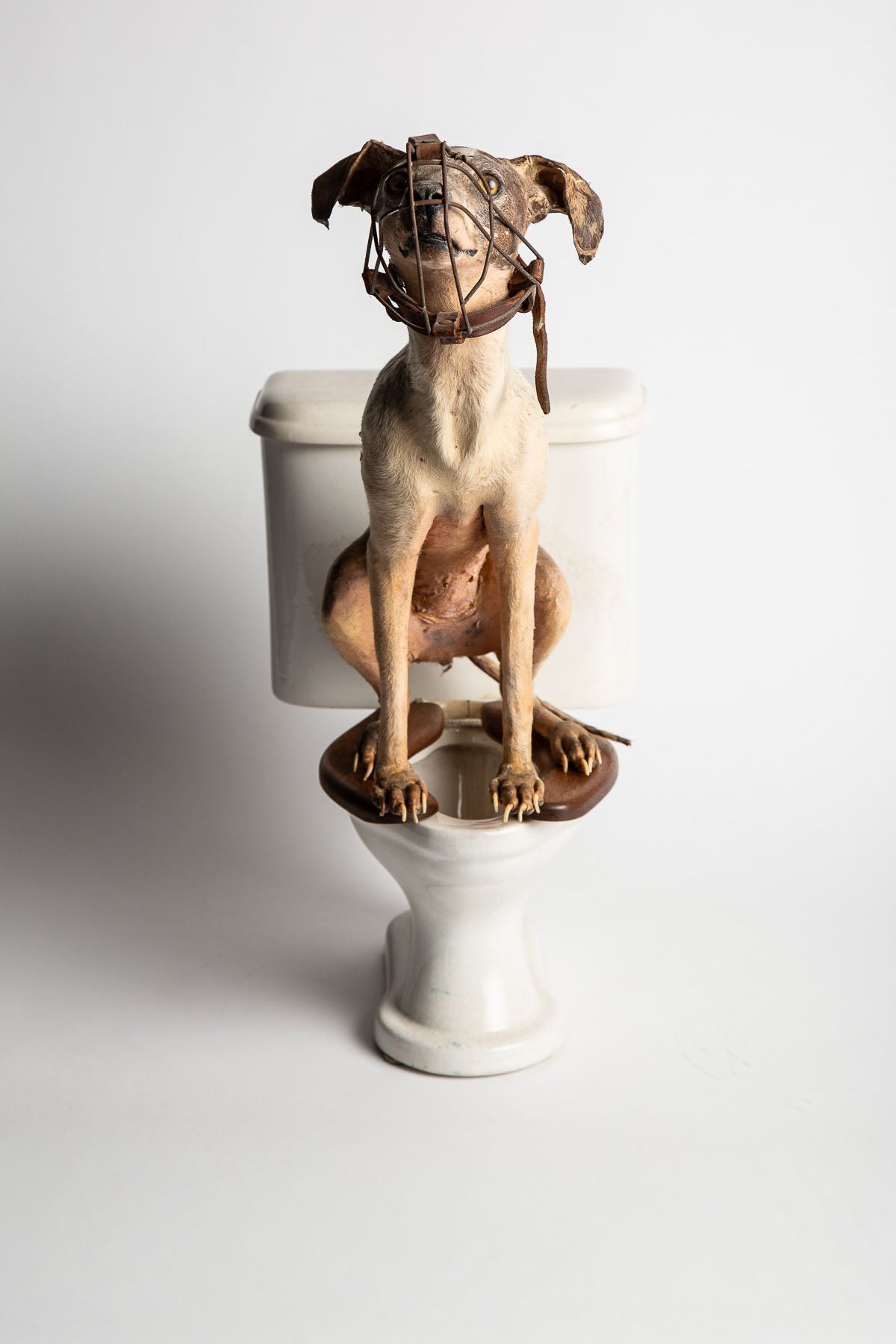 THOS MADDOCKS SONS CO | DOG ON SALESMAN SAMPLE TOILET