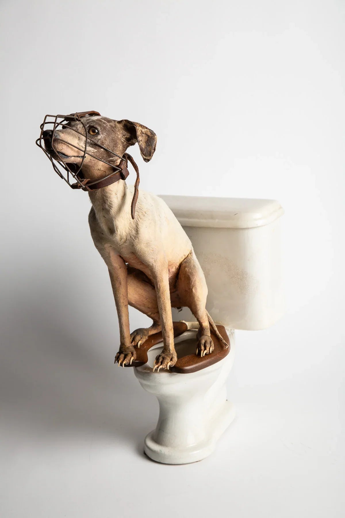 THOS MADDOCKS SONS CO | DOG ON SALESMAN SAMPLE TOILET