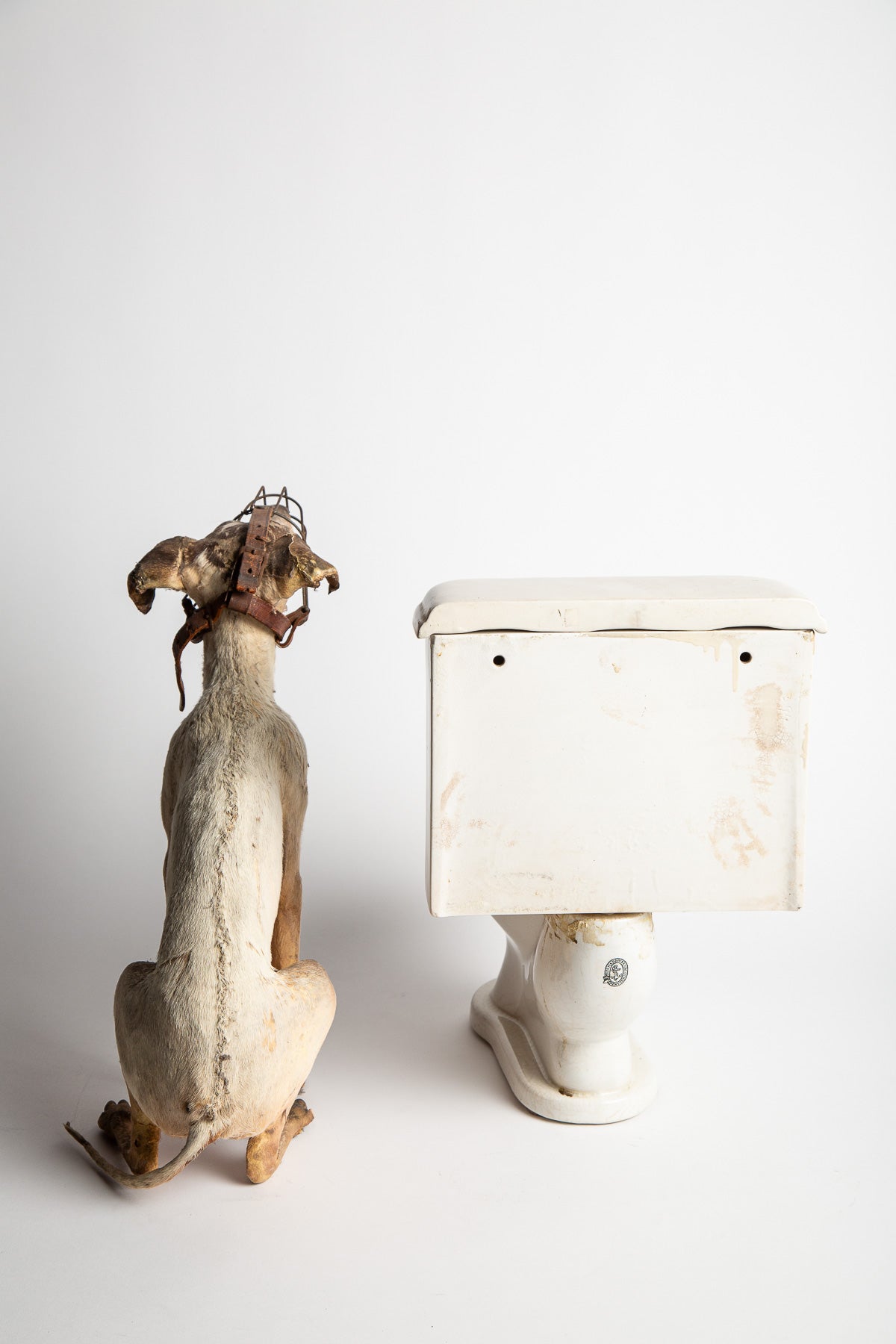 THOS MADDOCKS SONS CO | DOG ON SALESMAN SAMPLE TOILET