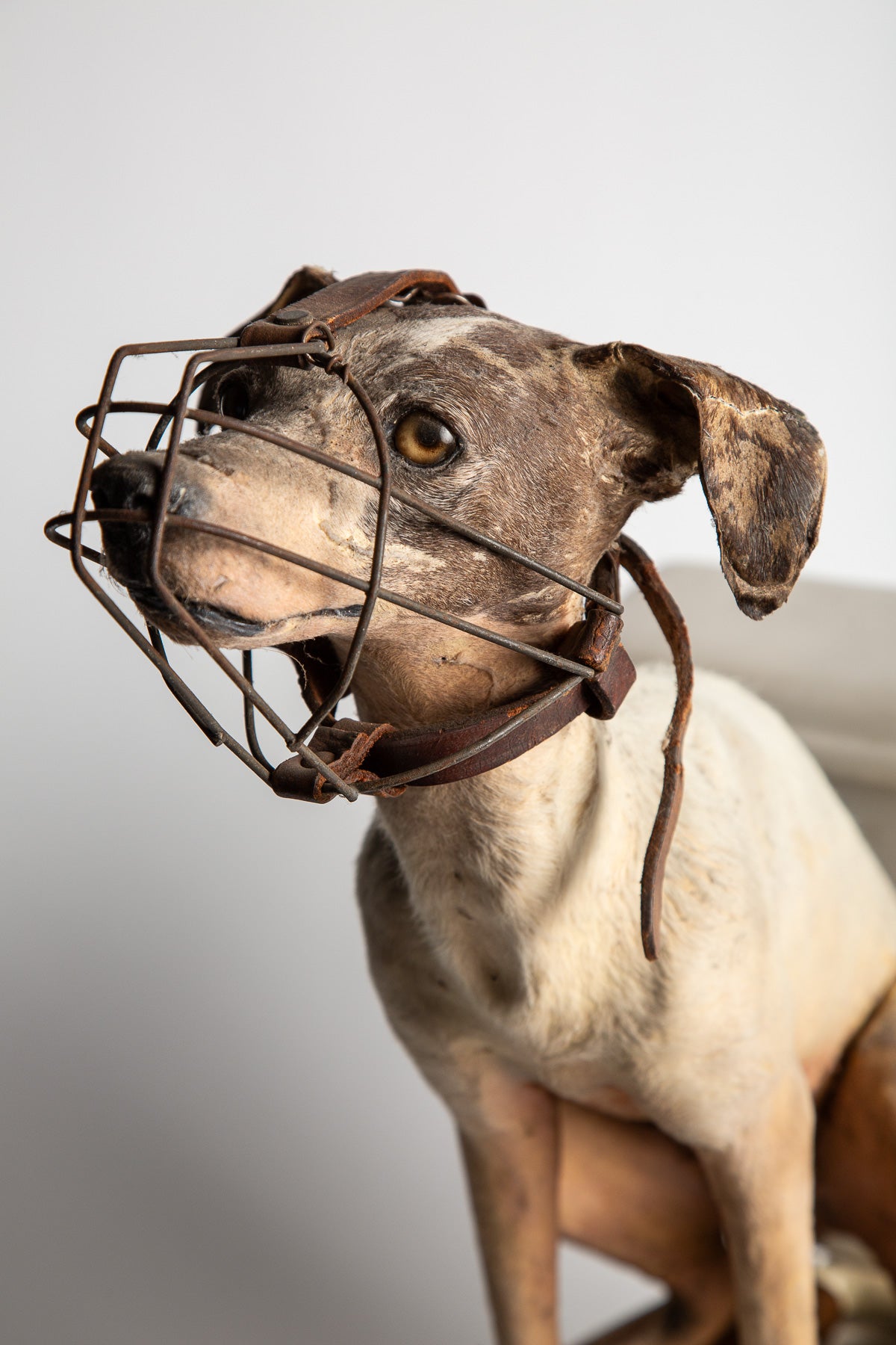 THOS MADDOCKS SONS CO | DOG ON SALESMAN SAMPLE TOILET