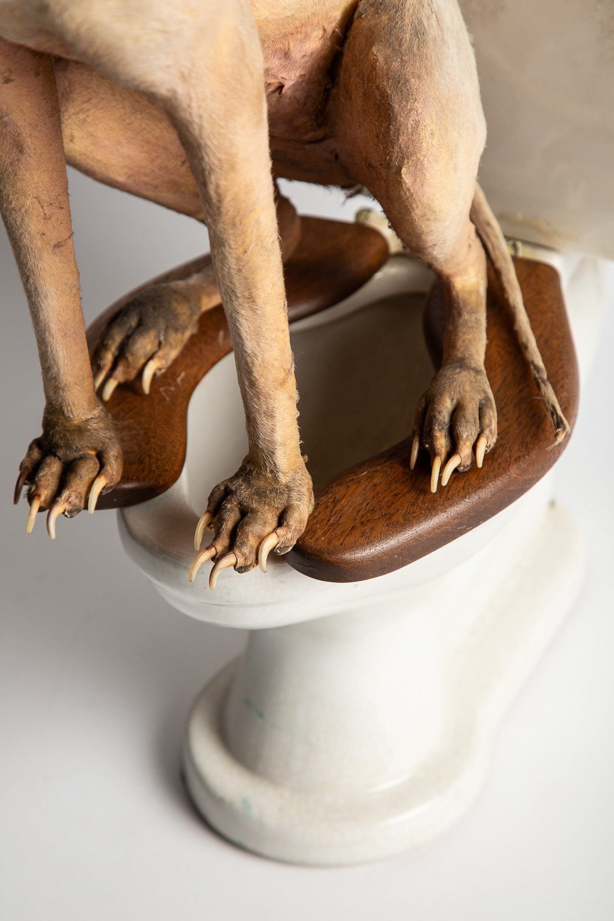 THOS MADDOCKS SONS CO | DOG ON SALESMAN SAMPLE TOILET