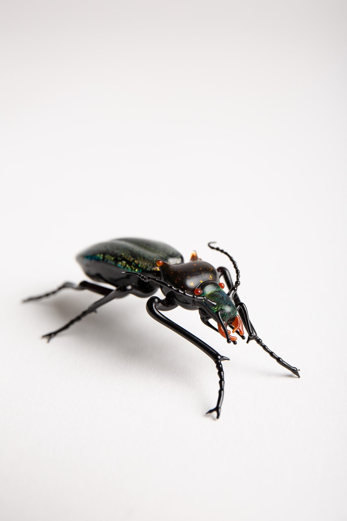 MAXFIELD PRIVATE COLLECTION | CARABIDAE BEETLE