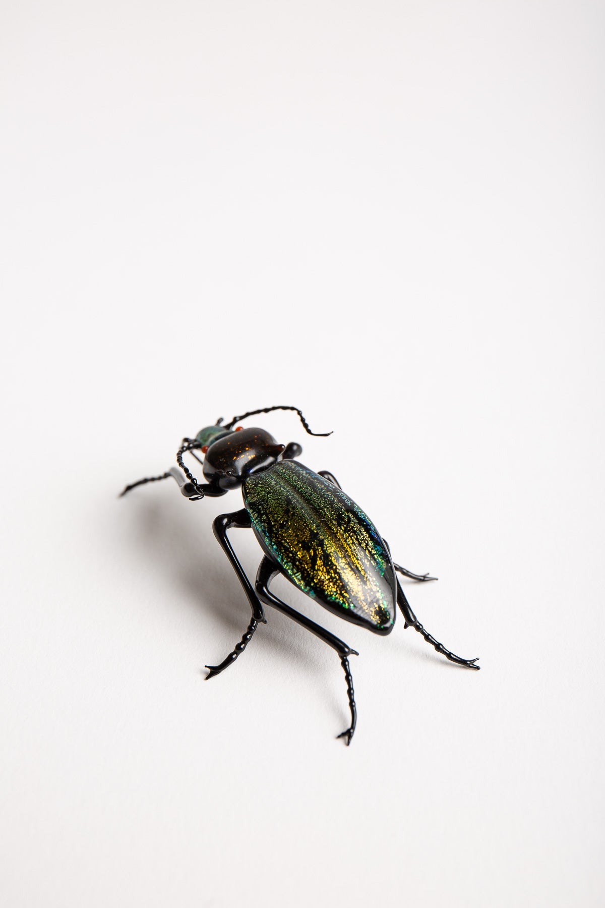 MAXFIELD PRIVATE COLLECTION | CARABIDAE BEETLE