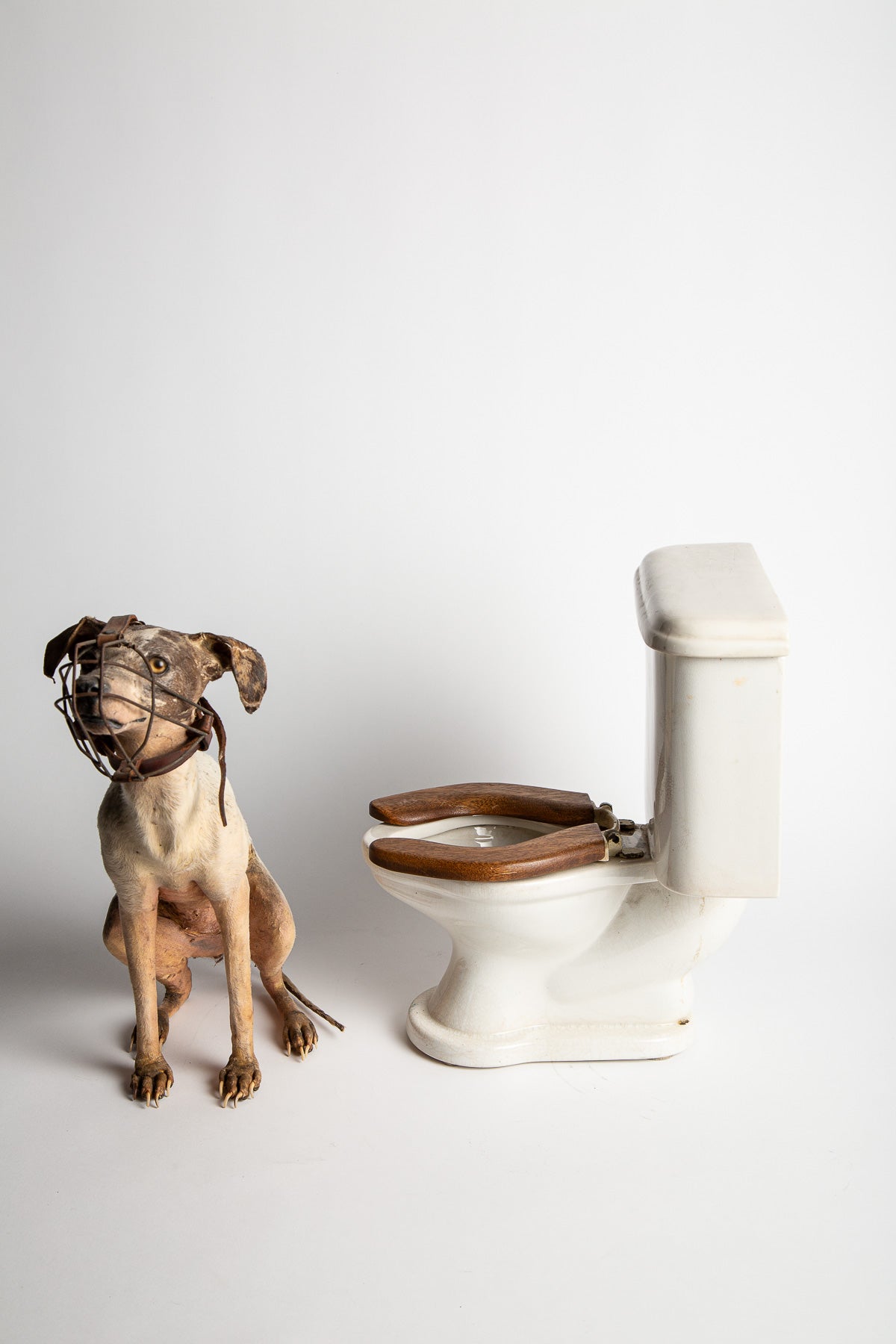 THOS MADDOCKS SONS CO | DOG ON SALESMAN SAMPLE TOILET