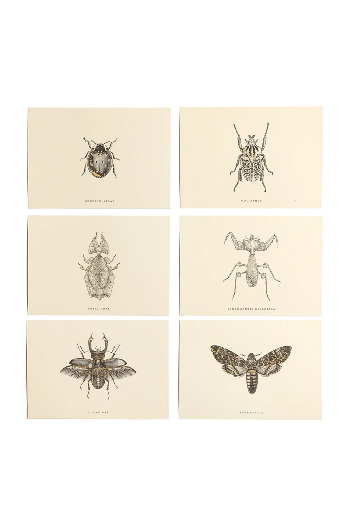 HERETIC | ENTOMOLOGIST CORRESPONDENCE SET
