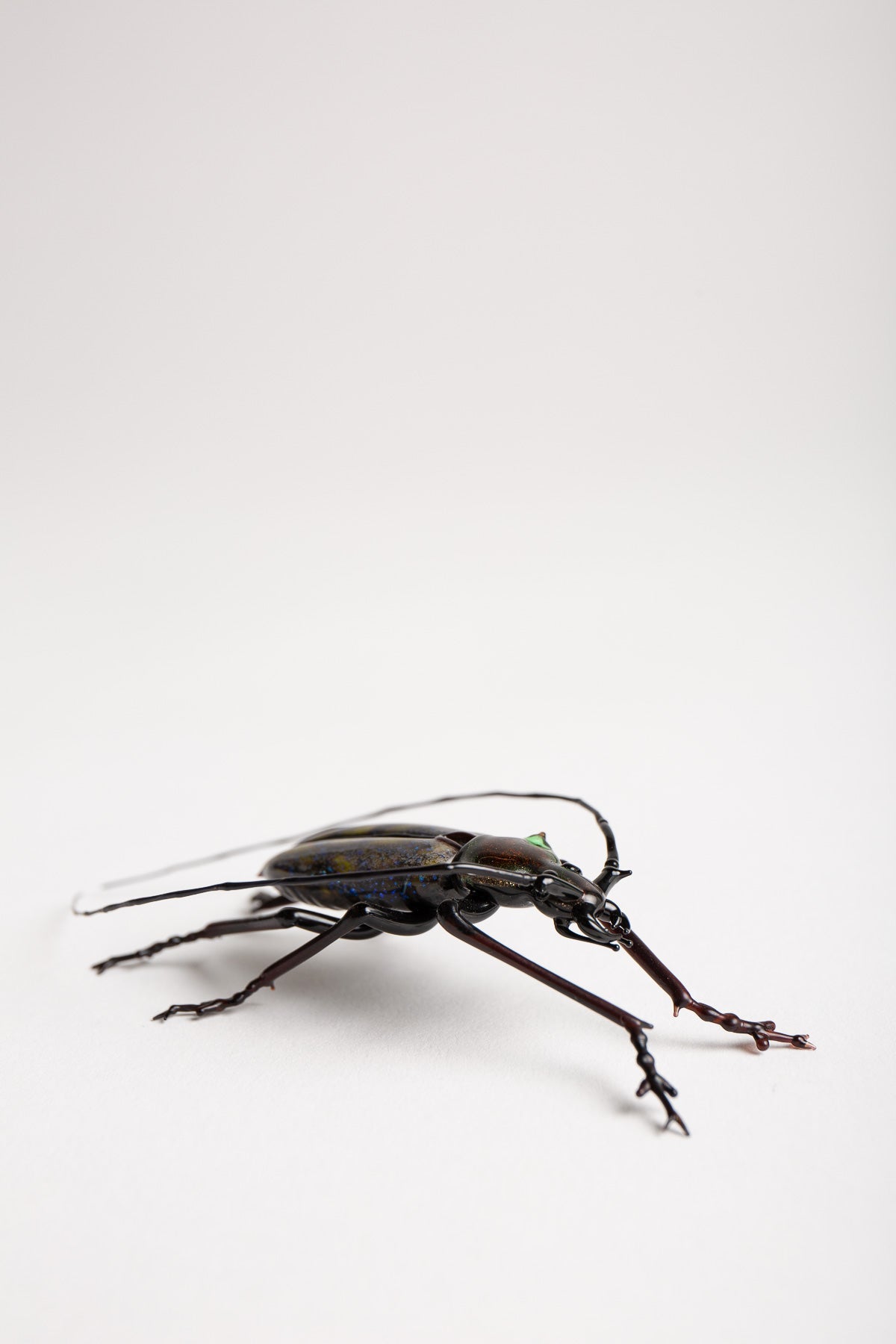 MAXFIELD PRIVATE COLLECTION | LONG HORNED BEETLE