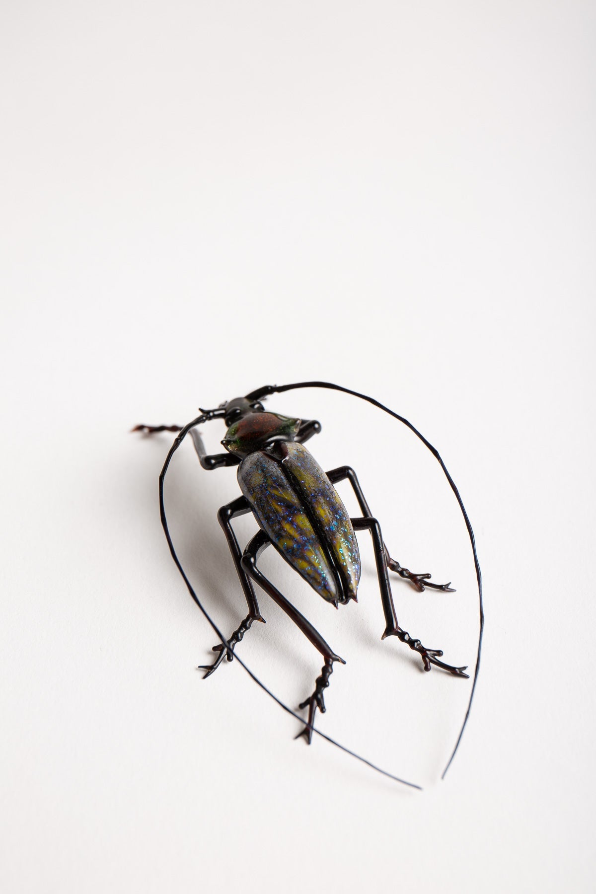 MAXFIELD PRIVATE COLLECTION | LONG HORNED BEETLE