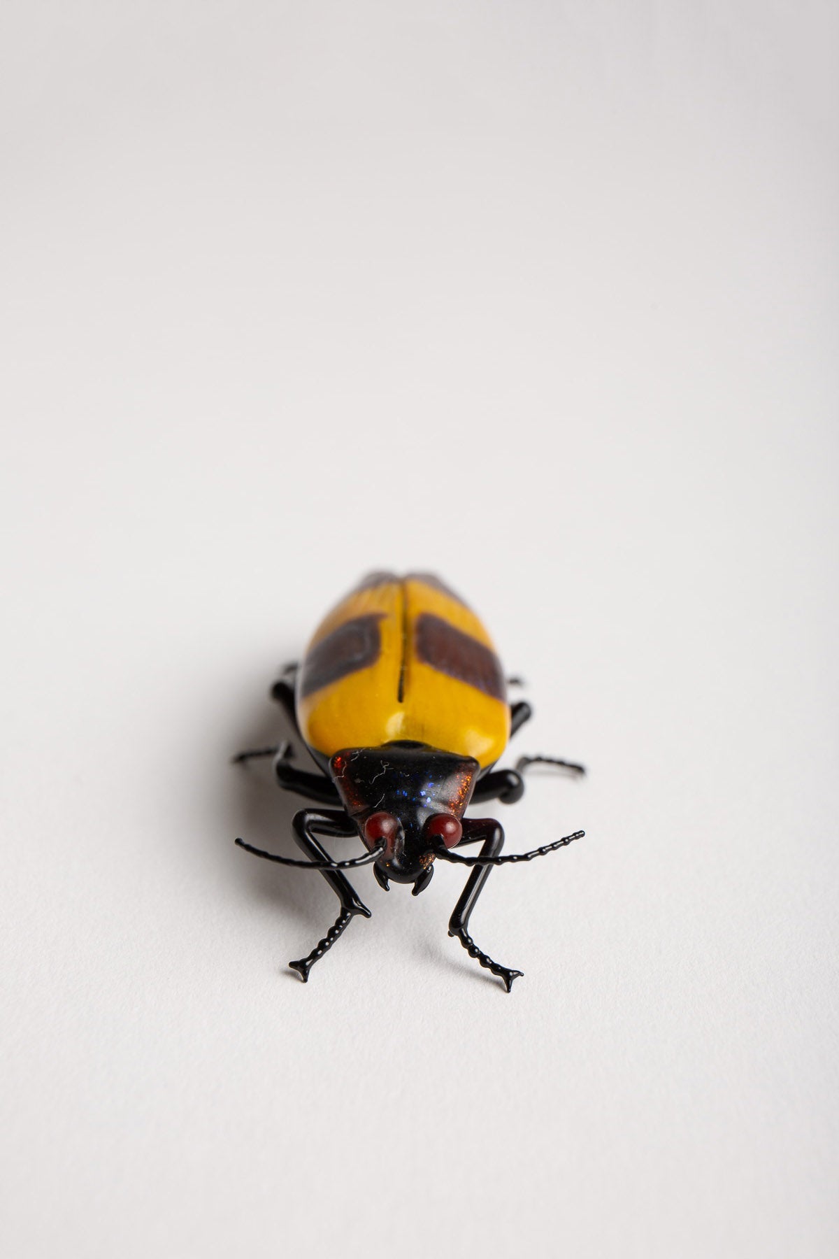MAXFIELD PRIVATE COLLECTION | STRIPED BEETLE