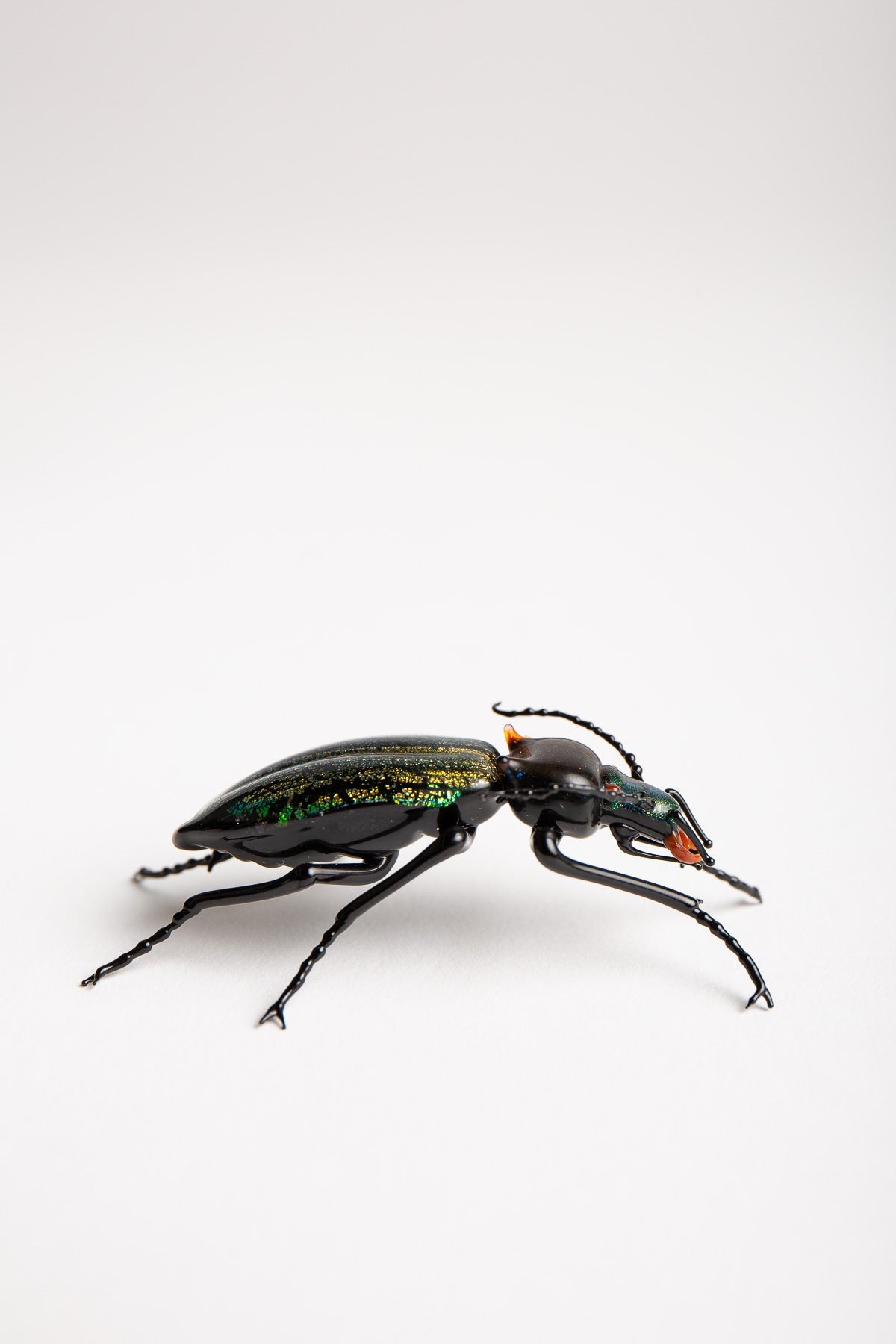 MAXFIELD PRIVATE COLLECTION | CARABIDAE BEETLE